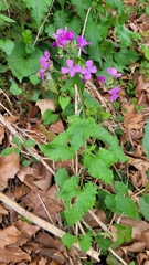 Lunaria annua