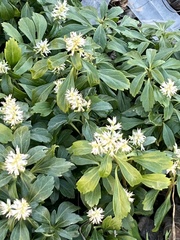 Pachysandra