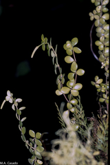 Peperomia tetraphylla