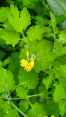Chelidonium majus