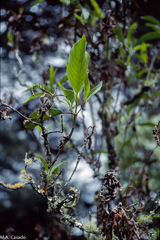 Cinchona officinalis