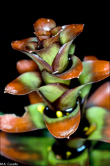 Guzmania gloriosa