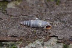 Clausilia rugosa parvula