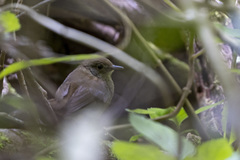 Bradypterus sylvaticus