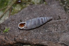 Clausilia rugosa parvula