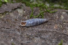Clausilia rugosa parvula
