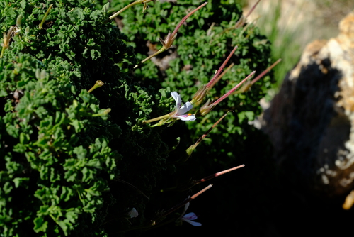 Pelargonium xerophyton image