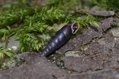 Clausilia rugosa parvula