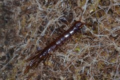 Lithobius