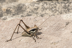 Eupholidoptera smyrnensis