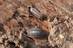 Armadillidium nasatum