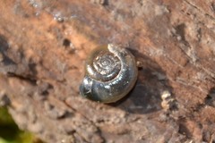 Oxychilus draparnaudi