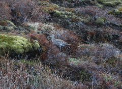 Numenius phaeopus phaeopus