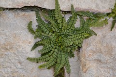 Asplenium trichomanes