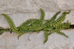 Asplenium trichomanes