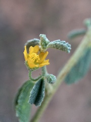 Sida intricata
