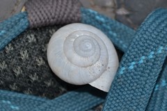 Fruticicola fruticum