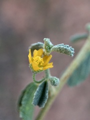 Sida intricata