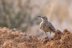 Certhilauda curvirostris brevirostris