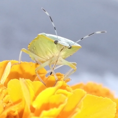 Chinavia pallidoconspersa