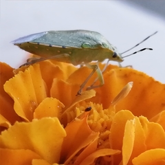 Chinavia pallidoconspersa