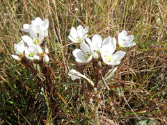 Gentianella serotina