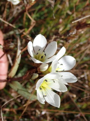 Gentianella serotina