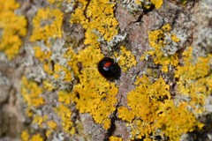 Chilocorus renipustulatus