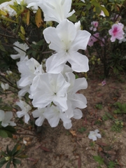 Rhododendron mucronatum