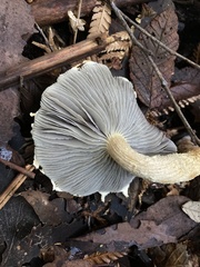 Stropharia formosa