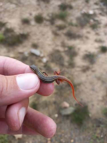 Holub’s Sandveld Lizard, Nucras holubi