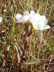 Gentianella serotina
