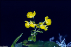 Calceolaria pavonii