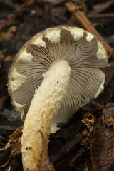 Stropharia formosa