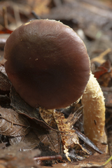 Stropharia formosa
