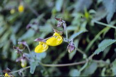 Calceolaria tripartita
