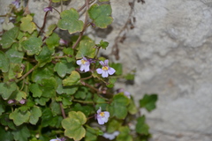 Cymbalaria muralis