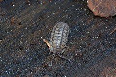 Armadillidium nasatum