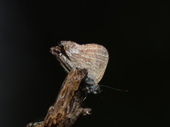 Theclinesthes onycha