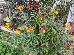 Erysimum × cheiri