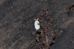 Platyarthrus hoffmannseggii