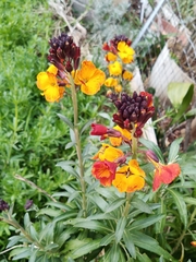 Erysimum × cheiri