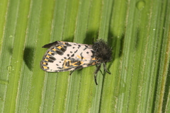 Xanthopastis timais