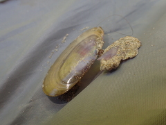 Hiatula nitida