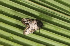 Xanthopastis timais