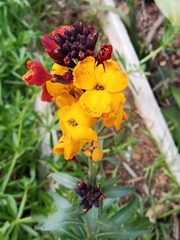 Erysimum × cheiri