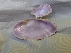 Hiatula nitida