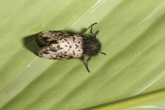 Xanthopastis timais