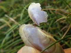 Hiatula nitida