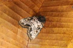 Xanthopastis timais